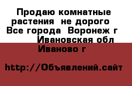 Продаю комнатные растения  не дорого - Все города, Воронеж г.  »    . Ивановская обл.,Иваново г.